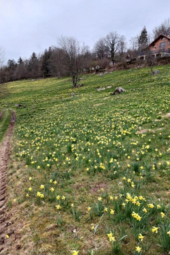 Charmant Gite, Au Calme, Avec Vue Imprenable Sur La Nature Environnante Deycimont Eksteriør billede